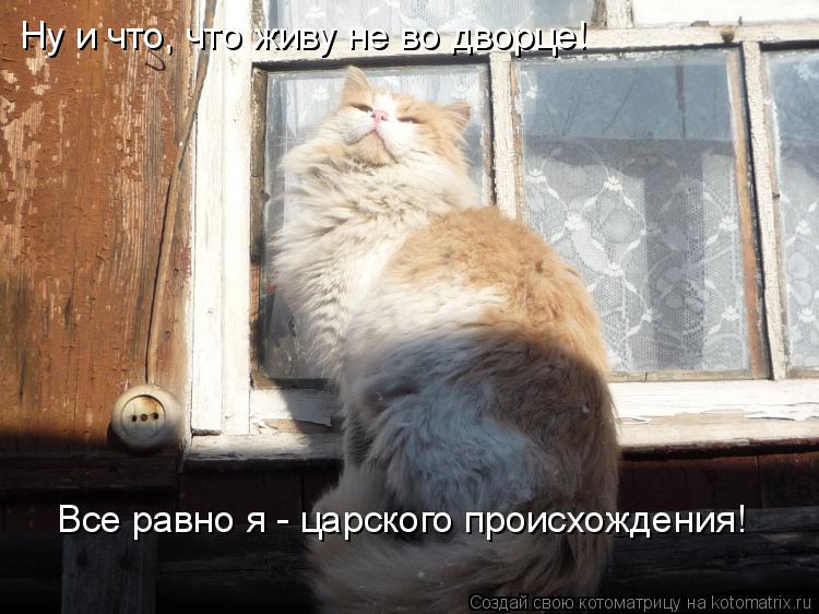 Ну и что, что живу не во дворце! Все равно я - царского происхождения!... Котоматрица: Ну и что, что живу не во дворце! Все равно я - царского происхождения!