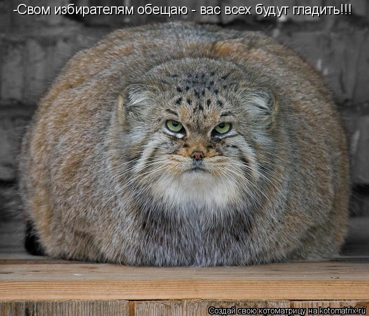 -Свом избирателям обещаю - вас всех будут гладить!!!... Котоматрица: -Свом избирателям обещаю - вас всех будут гладить!!!