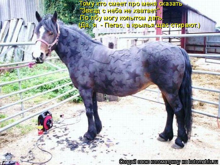 Тому кто смеет про меня сказать "Звезд с неба не хватает", По лбу могу копытом дать. (Да, я - Пегас,... Котоматрица: Тому кто смеет про меня сказать "Звезд с неба не хватает", По лбу могу копытом дать. (Да, я - Пегас, а крылья щас стирают.)