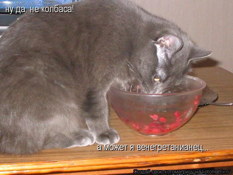 ну да, не колбаса! а может я венегретанианец...... Котоматрица: ну да, не колбаса! а может я венегретанианец...