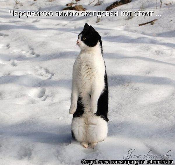 Чародейкою зимою околдован кот стоит ...... Котоматрица: Чародейкою зимою околдован кот стоит ...
