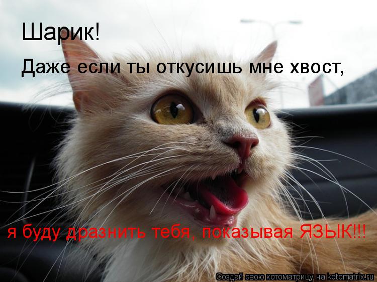 Шарик! Даже если ты откусишь мне хвост, я буду дразнить тебя, показывая ЯЗЫК!!!... Котоматрица: Шарик! Даже если ты откусишь мне хвост, я буду дразнить тебя, показывая ЯЗЫК!!!