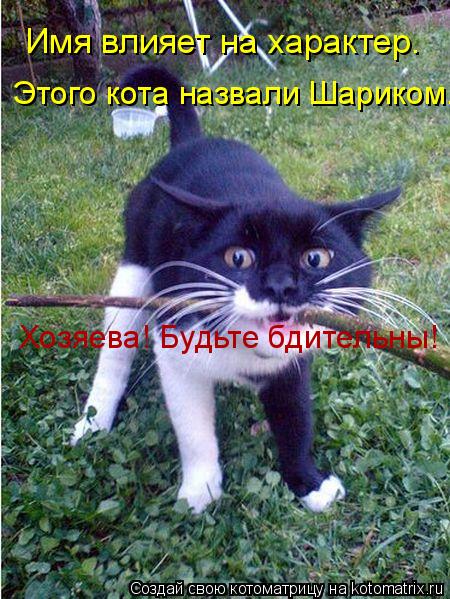 Имя влияет на характер. Этого кота назвали Шариком. Хозяева! Будьте бдительны!... Котоматрица: Имя влияет на характер. Этого кота назвали Шариком. Хозяева! Будьте бдительны!