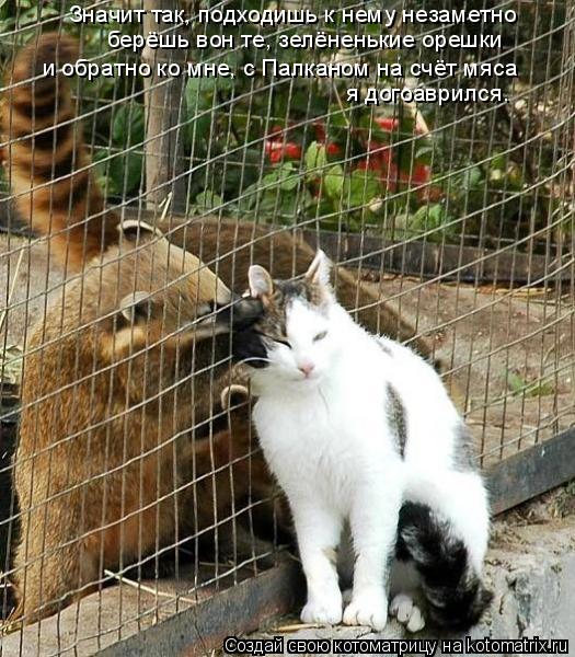 Значит так, подходишь к нему незаметно берёшь вон те, зелёненькие орешки и обратно ко мне, с Палкан... Котоматрица: Значит так, подходишь к нему незаметно берёшь вон те, зелёненькие орешки и обратно ко мне, с Палканом на счёт мяса я догоаврился.
