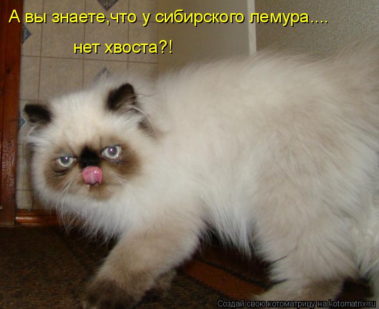 А вы знаете,что у сибирского лемура.... нет хвоста?!... Котоматрица: А вы знаете,что у сибирского лемура.... нет хвоста?!