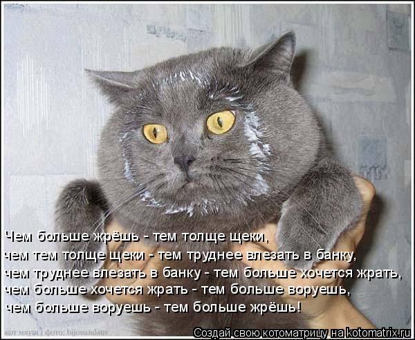 Чем больше жрёшь - тем толще щеки, чем труднее влезать в банку - тем больше хочется жрать, чем тем т... Котоматрица: Чем больше жрёшь - тем толще щеки, чем труднее влезать в банку - тем больше хочется жрать, чем тем толще щеки - тем труднее влезать в банку, че