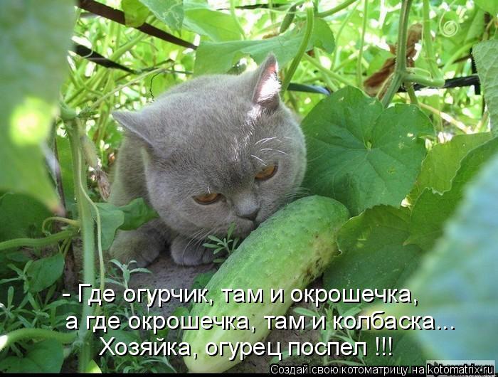 - Где огурчик, там и окрошечка, а где окрошечка, там и колбаска... Хозяйка, огурец поспел !!!... Котоматрица: - Где огурчик, там и окрошечка, а где окрошечка, там и колбаска... Хозяйка, огурец поспел !!!