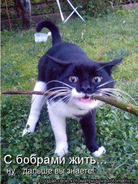 С бобрами жить... ну... дальше вы знаете!... Котоматрица: С бобрами жить... ну... дальше вы знаете!