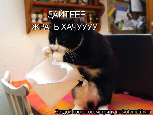 ЖРАТЬ ХАЧУУУУ ДАЙТЕЕЕ... Котоматрица: ЖРАТЬ ХАЧУУУУ ДАЙТЕЕЕ