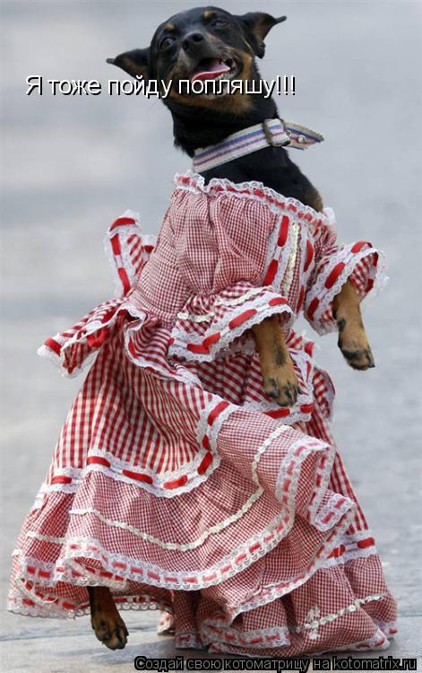 Я тоже пойду попляшу!!!... Котоматрица: Я тоже пойду попляшу!!!