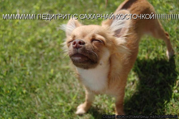ММММММ! ПЕДИГРИТ!С САХАРНАЙ КОСТОЧКОЙ!!!!!!!!!!!!!!!!!!!!... Котоматрица: ММММММ! ПЕДИГРИТ!С САХАРНАЙ КОСТОЧКОЙ!!!!!!!!!!!!!!!!!!!!