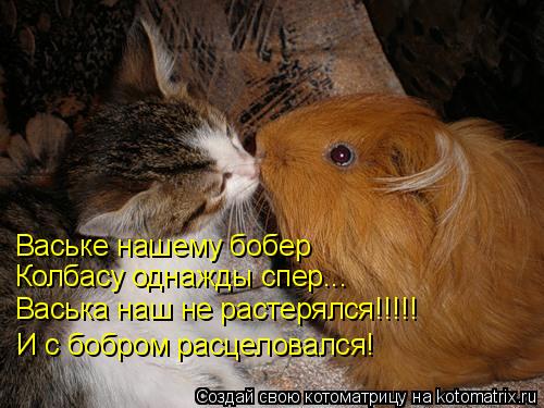 Ваське нашему бобер Колбасу однажды спер... Васька наш не растерялся!!!!! И с бобром расцеловался!... Котоматрица: Ваське нашему бобер Колбасу однажды спер... Васька наш не растерялся!!!!! И с бобром расцеловался!