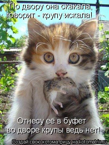 Котоматрица: По двору она скакала,  говорит - крупу искала!  Отнесу её в буфет   во дворе крупы ведь нет!
