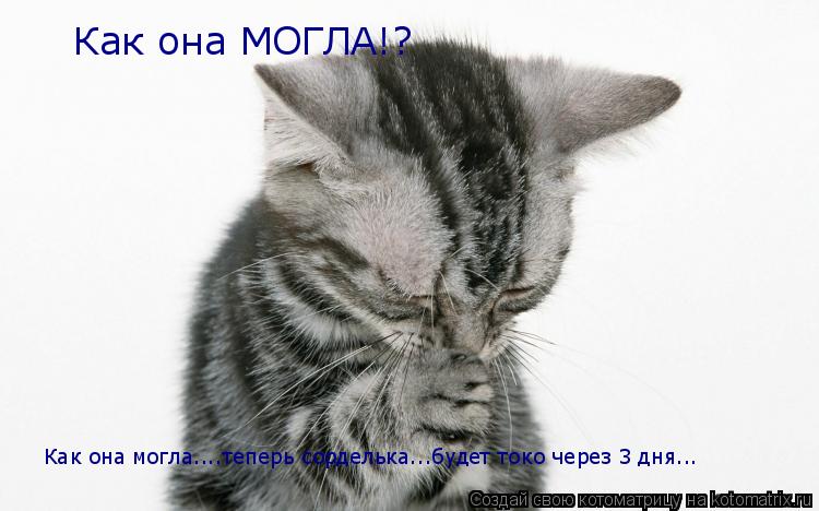 Как она МОГЛА!? Как она могла....теперь сорделька...будет токо через 3 дня...... Котоматрица: Как она МОГЛА!? Как она могла....теперь сорделька...будет токо через 3 дня...