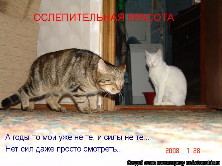 ОСЛЕПИТЕЛЬНАЯ КРАСОТА А годы-то мои уже не те, и силы не те... Нет сил даже просто смотреть...... Котоматрица: ОСЛЕПИТЕЛЬНАЯ КРАСОТА А годы-то мои уже не те, и силы не те... Нет сил даже просто смотреть...