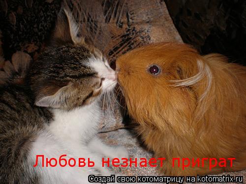 Любовь незнает приграт... Котоматрица: Любовь незнает приграт