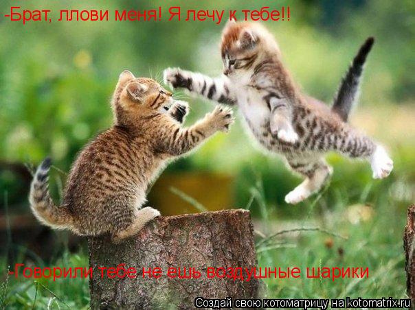 -Брат, ллови меня! Я лечу к тебе!! -Брат, ллови меня! Я лечу к тебе!! -Говорили тебе не ешь воздушные... Котоматрица: -Брат, ллови меня! Я лечу к тебе!! -Брат, ллови меня! Я лечу к тебе!! -Говорили тебе не ешь воздушные шарики