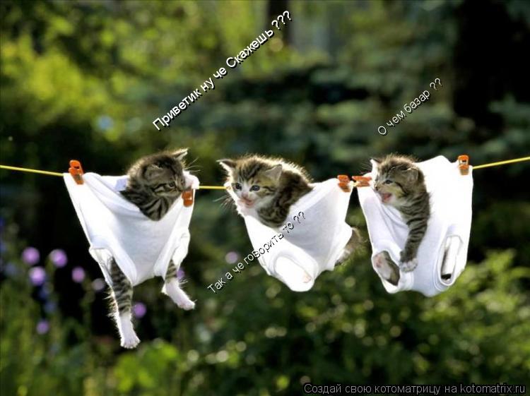 Приветик ну че Скажешь ??? Так а че говорить то ?? О чем базар ??... Котоматрица: Приветик ну че Скажешь ??? Так а че говорить то ?? О чем базар ??