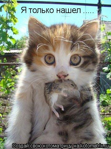 Я только нашел ........ Котоматрица: Я только нашел .....