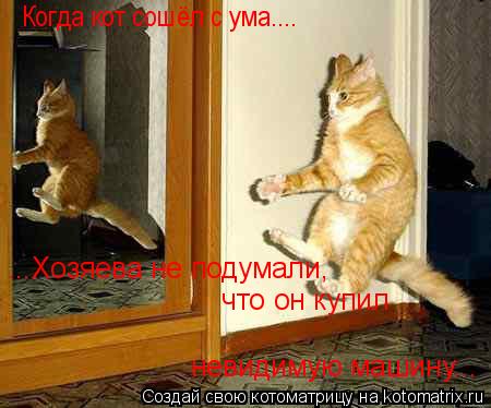 Когда кот сошёл с ума.... ...Хозяева не подумали, что он купил невидимую машину...... Котоматрица: Когда кот сошёл с ума.... ...Хозяева не подумали, что он купил невидимую машину...