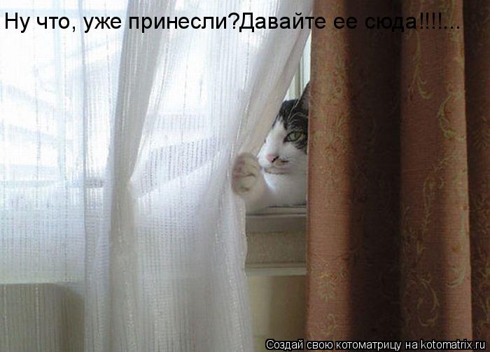 Ну что, уже принесли?Давайте ее сюда!!!!...... Котоматрица: Ну что, уже принесли?Давайте ее сюда!!!!...