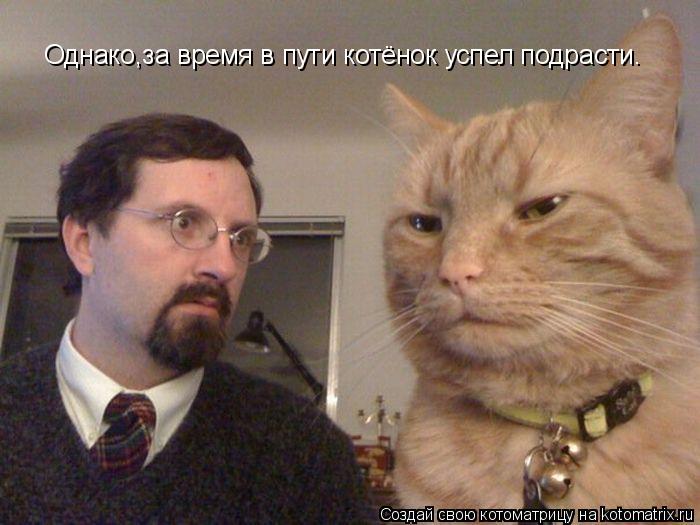 Однако,за время в пути котёнок успел подрасти.... Котоматрица: Однако,за время в пути котёнок успел подрасти.