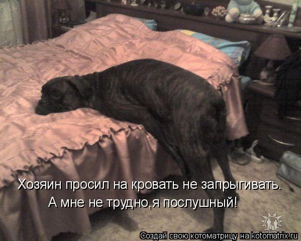 Котоматрица: Хозяин просил на кровать не запрыгивать. А мне не трудно,я послушный!