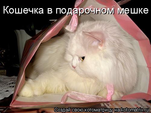 Кошечка в подарочном мешке... Котоматрица: Кошечка в подарочном мешке