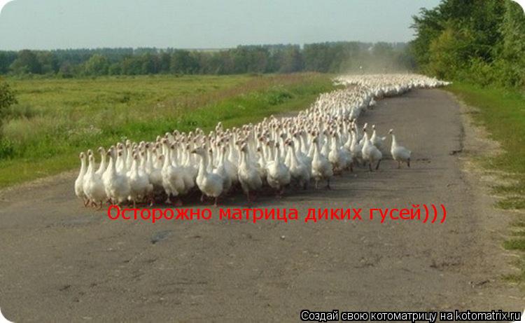 Осторожно матрица диких гусей)))... Котоматрица: Осторожно матрица диких гусей)))