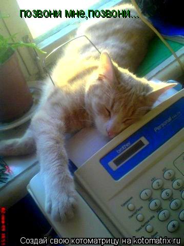 позвони мне,позвони...... Котоматрица: позвони мне,позвони...