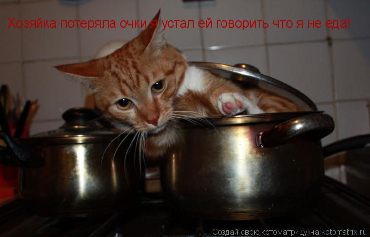Хозяйка потеряла очки Хозяйка потеряла очки я устал ей говорить что я не еда!... Котоматрица: Хозяйка потеряла очки Хозяйка потеряла очки я устал ей говорить что я не еда!