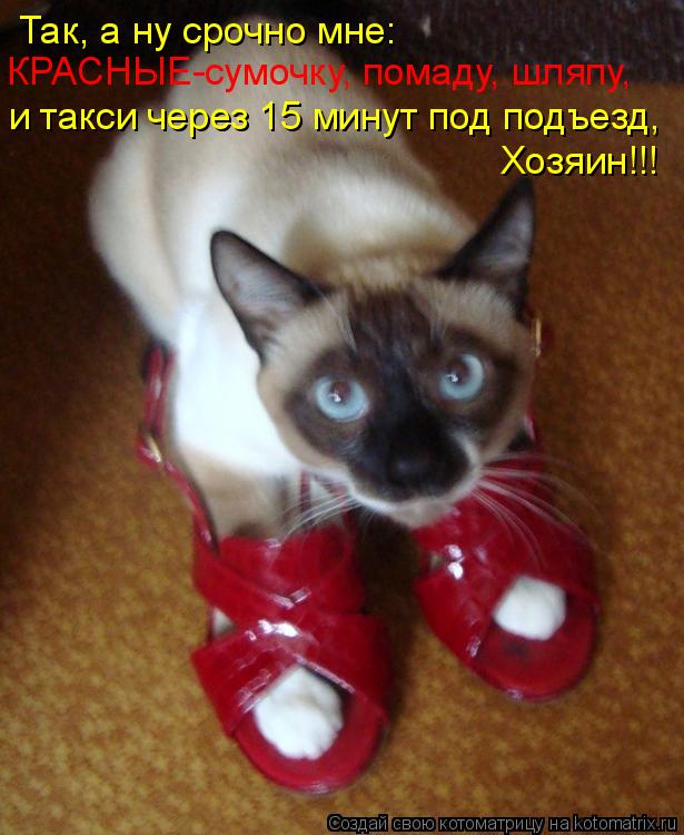 Котоматрица: Так, а ну срочно мне: КРАСНЫЕ-сумочку, помаду, шляпу, и такси через 15 минут под подъезд, Хозяин!!!