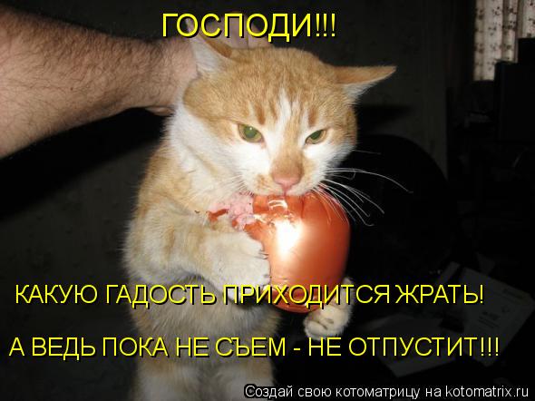 Котоматрица: ГОСПОДИ!!! КАКУЮ ГАДОСТЬ ПРИХОДИТСЯ ЖРАТЬ! А ВЕДЬ ПОКА НЕ СЪЕМ - НЕ ОТПУСТИТ!!!