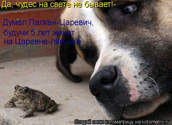Котоматрица: Думал Палкан-Царевич, будучи 5 лет женат  на Царевне-лягушке Да, чудес на свете не бывает - !