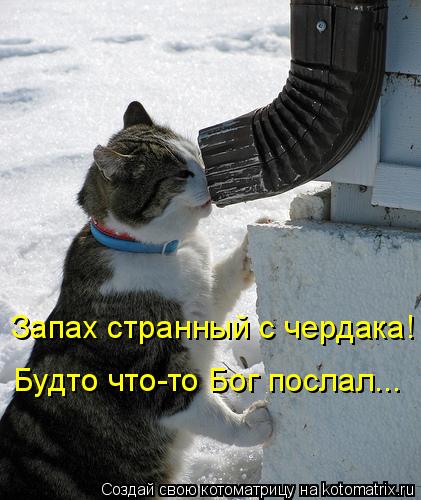 Котоматрица: Запах странный с чердака! Будто что-то Бог послал...