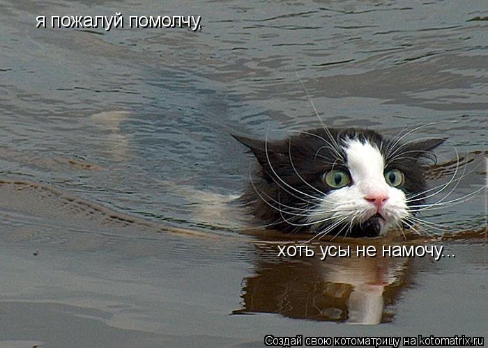 Котоматрица: я пожалуй помолчу, хоть усы не намочу...