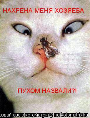 Котоматрица: НАХРЕНА МЕНЯ ХОЗЯЕВА  ПУХОМ НАЗВАЛИ?!