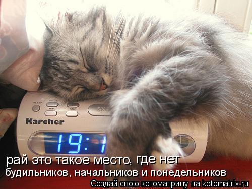 Котоматрица: рай это такое место , где нет будильников, начальников и понедельников