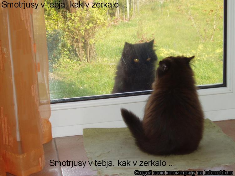 Котоматрица: Smotrjusy v tebja, kak v zerkalo ... Smotrjusy v tebja, kak v zerkalo ...
