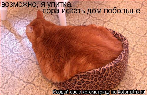 Котоматрица: возможно, я улитка... пора искать дом побольше...