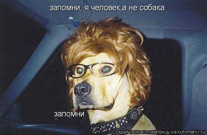 Котоматрица: запомни, я человек,а не собака запомни