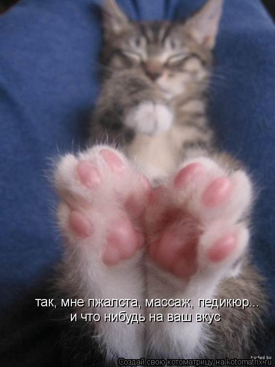 Котоматрица: так, мне пжалста, массаж, педикюр... и что нибудь на ваш вкус