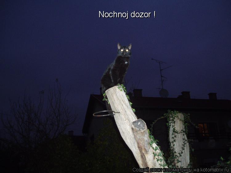 Котоматрица: Nochnoj dozor !
