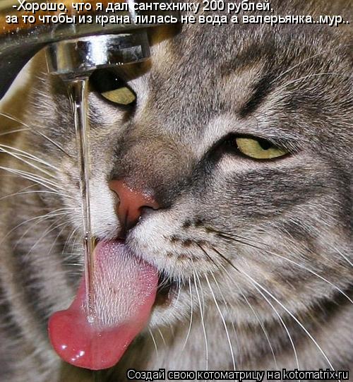 Котоматрица: -Хорошо, что я дал сантехнику 200 рублей за то чтобы из крана лилась не вода а валерьянка..мур.. ,
