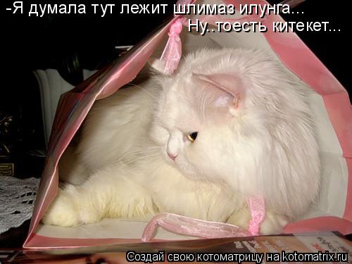Котоматрица: -Я думала тут лежит шлимаз илунга... Ну..тоесть китекет...