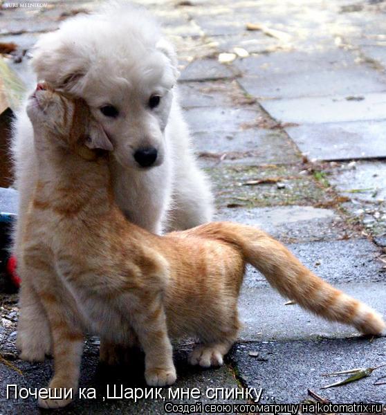 Котоматрица: Почеши ка ,Шарик,мне спинку...