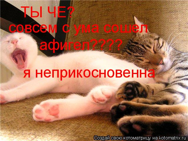 Котоматрица: ТЫ ЧЕ?  совсем с ума сошел афигел???? я неприкосновенна