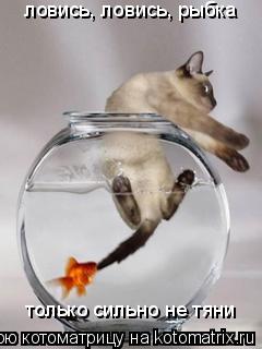 Котоматрица: ловись, ловись, рыбка только сильно не тяни