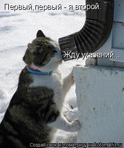 Котоматрица: Первый,первый - я второй. Жду указаний...