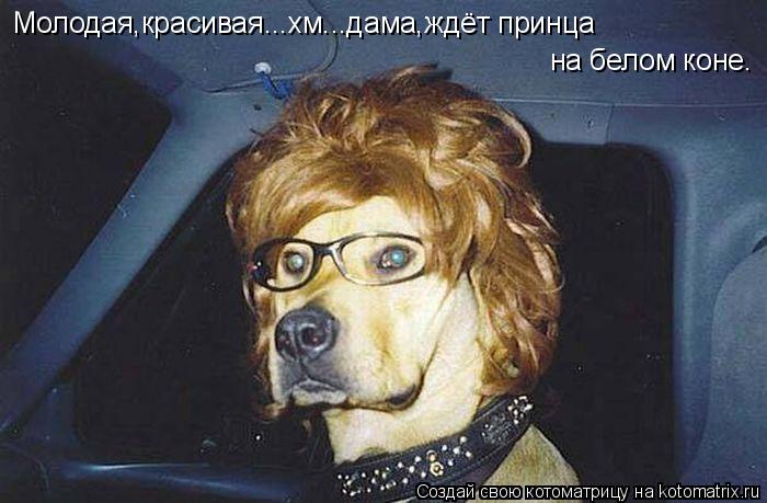 Котоматрица: Молодая,красивая...хм...дама,ждёт принца на белом коне.